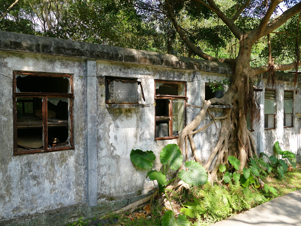 A banyan tree invading a recently abandoned building