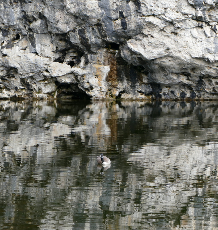A Canada Goose floating against a backdrop of white and gray stone