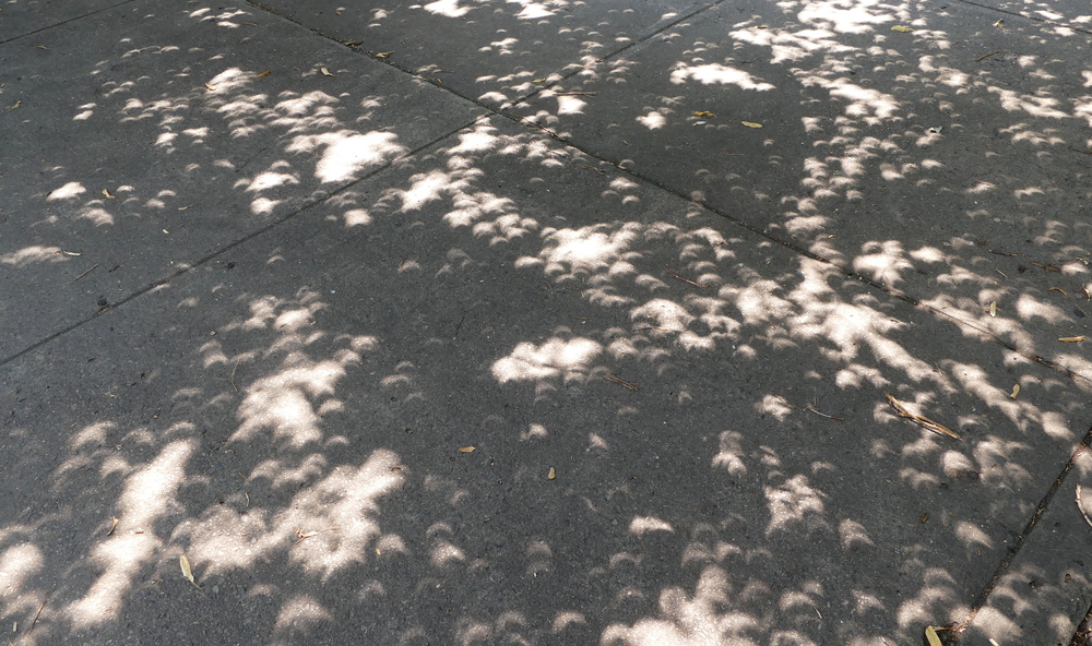 Dappled sunlight on the ground became crescent-shaped.