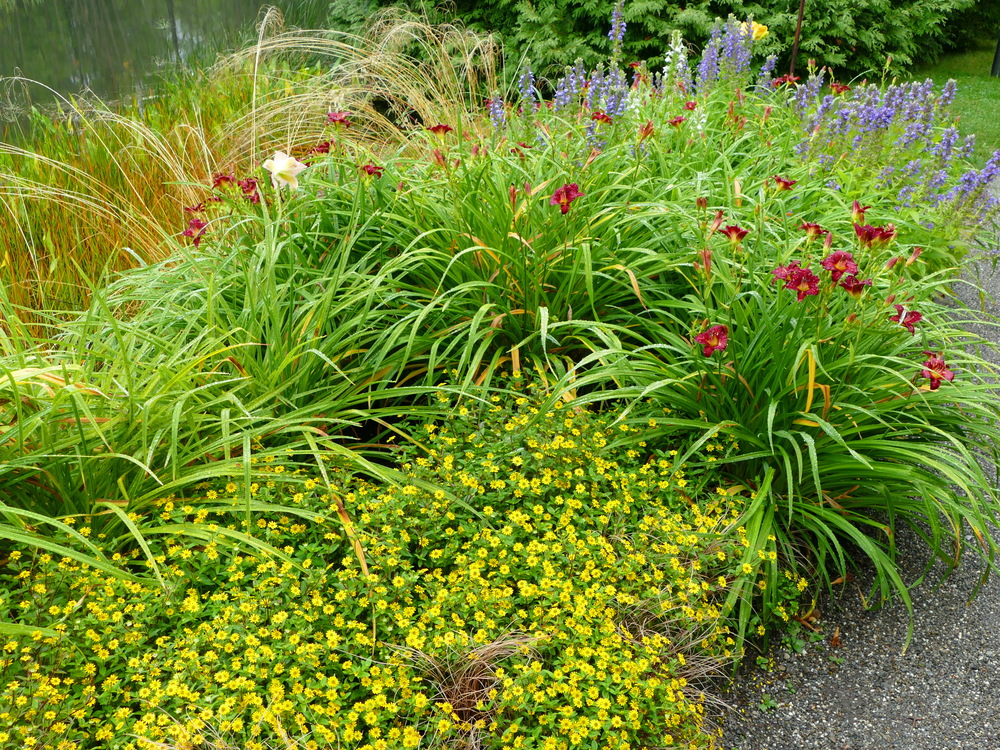 Colourful flowers and reeds beside a pond