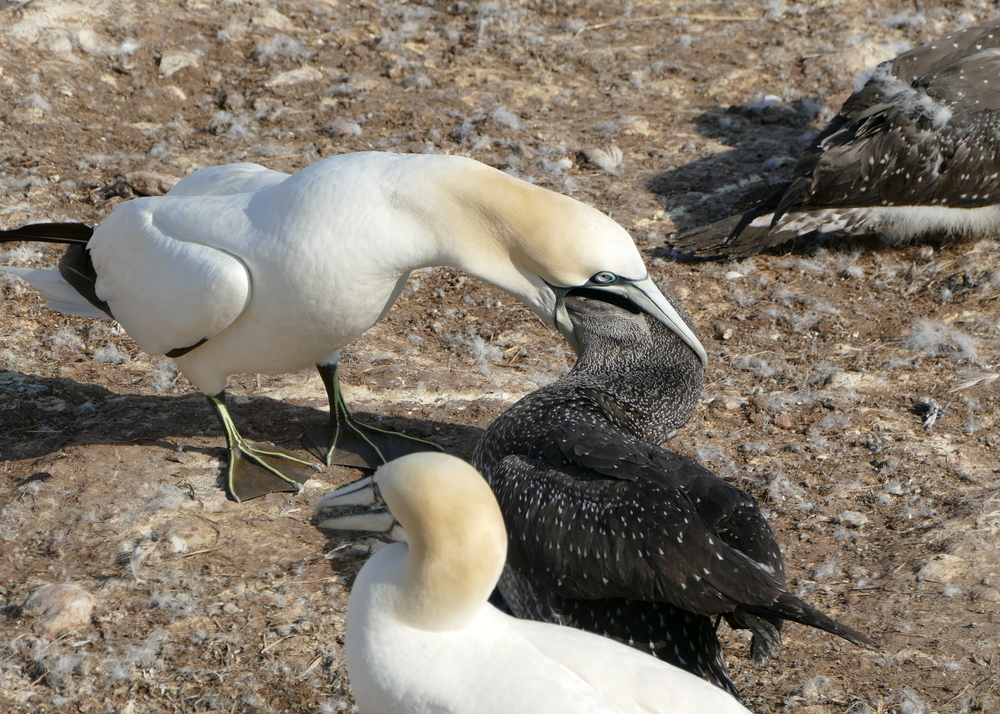 A mostly white parent gannet appears to swallow the head of its mixed gray offspring
