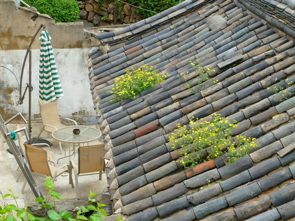 a tile roof with yellow flowers growing from it, and a patio