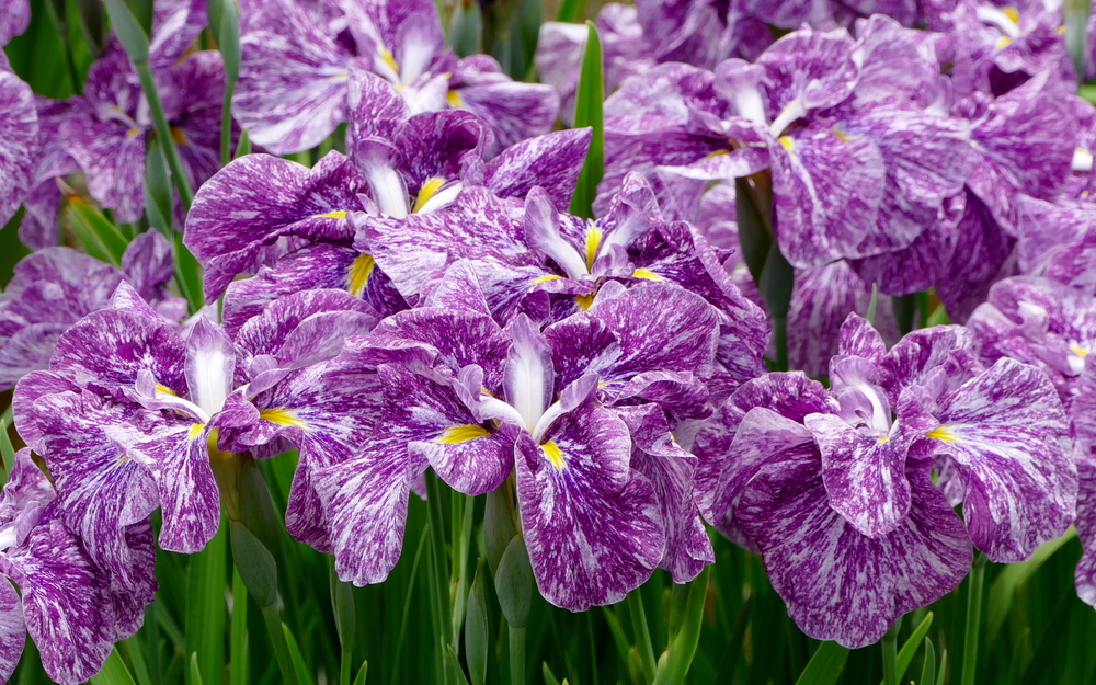 purple and white iris flowers