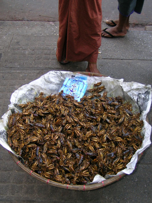 Roasted crickets in a big basket at the feet of the vendor
