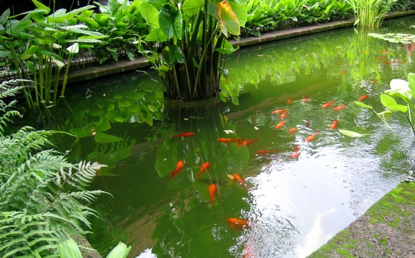 Goldfish swimming in a very green pond at Thompson House, Bangkok.