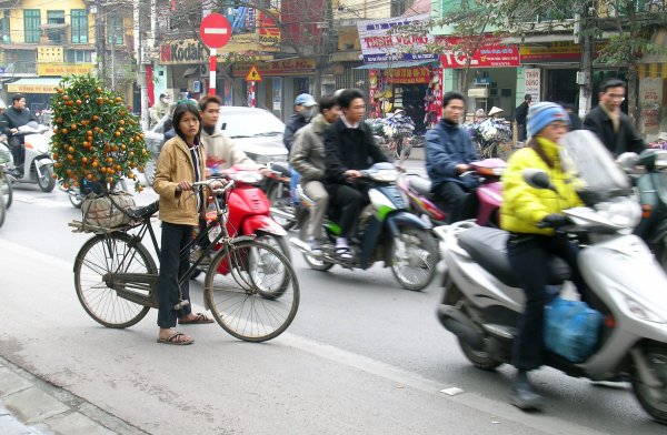 A young woman with a kumquat tree on the back of her bicycle on the streets of Hanoi as scooters fly past.