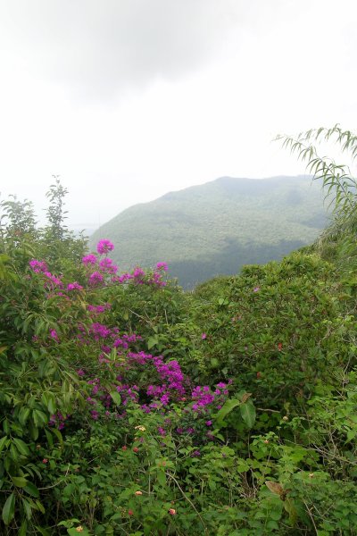 Bokor hillside, with flowers