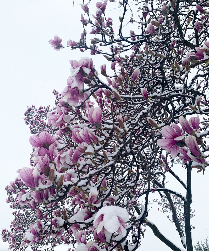 pink flowers on a tree, covered in snow