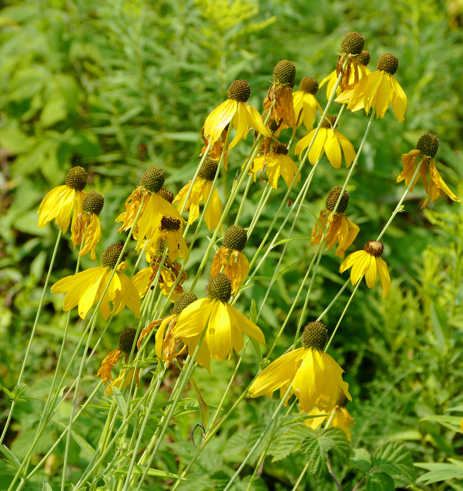 a clump of bedraggled yellow flowers all pointing up and to the right